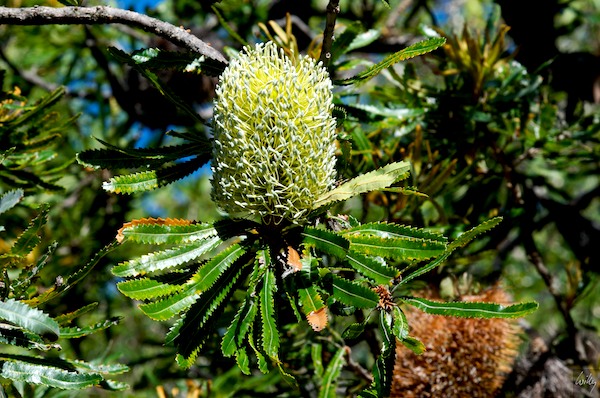 AustraliaEast 10  012